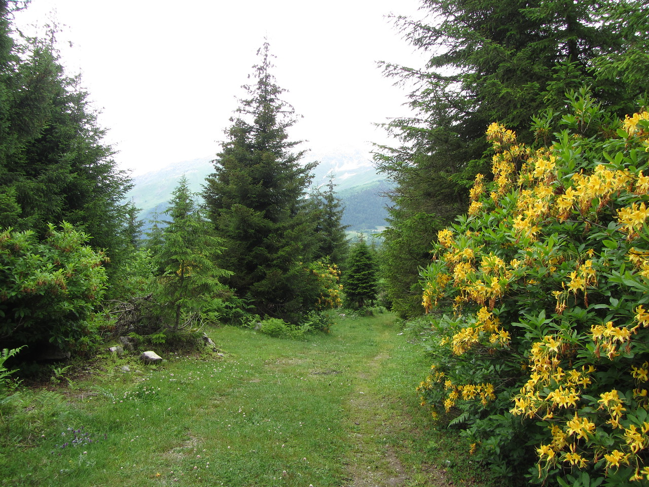 Рододендроновый лес в Сванетии в июне. Перевал перед Жабеши