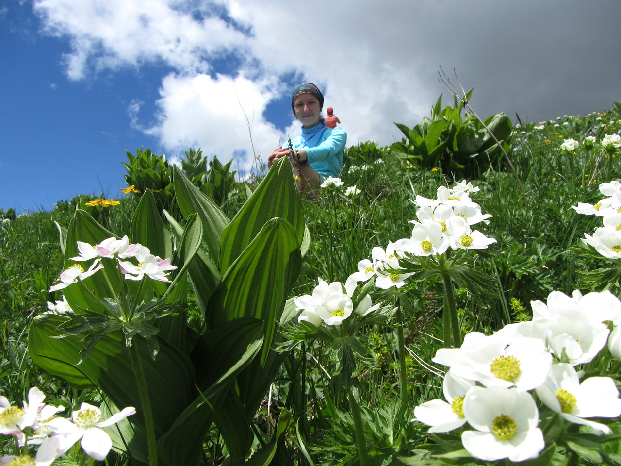 Цветы в горах в июне