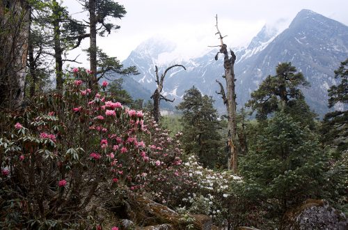 Лес в Гималаях. Цветущий рододендрон