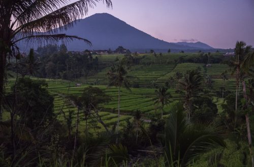 Джунли на Бали