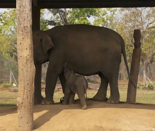 слоны в парке Читван