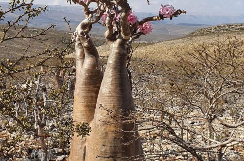 Природа Сокотри. Пляшкове дерево