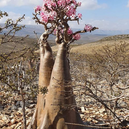 Природа Сокотры. Бутылочное дерево