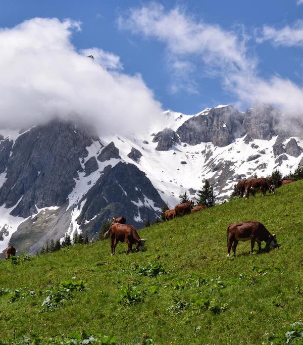 Коровы в швейцарских Альпах