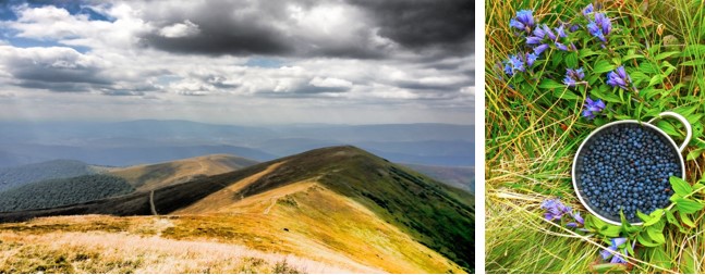 Черника на Боржаве