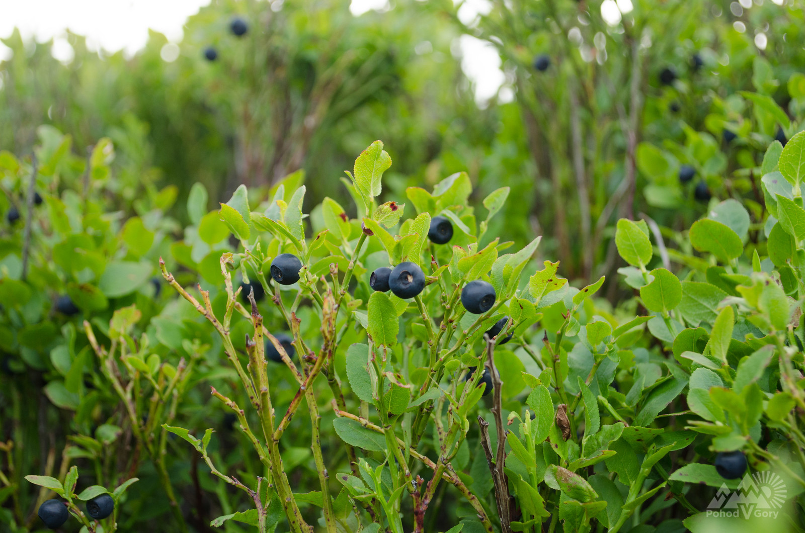 Чорниця в горах