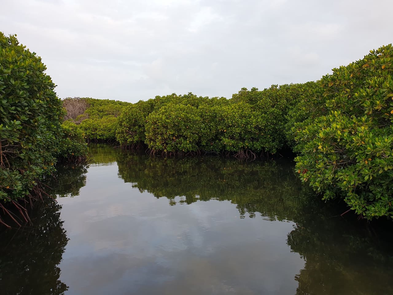 мангровые леса Фарасан