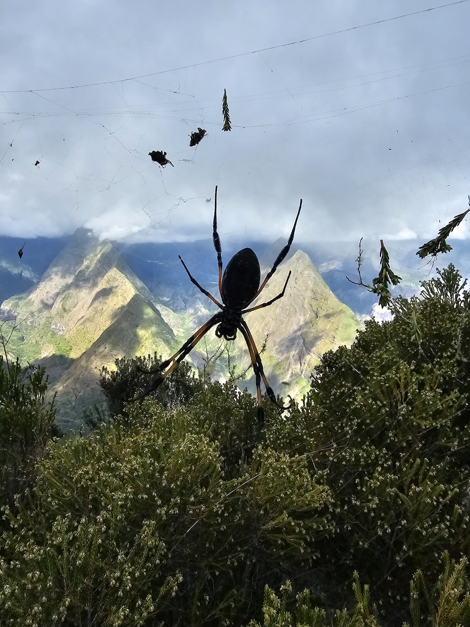 комахи на острові Реюньйон