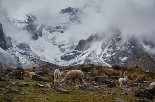 альпака в Андах