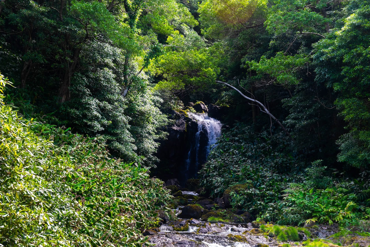 лес по маршруту Great Route de Flores