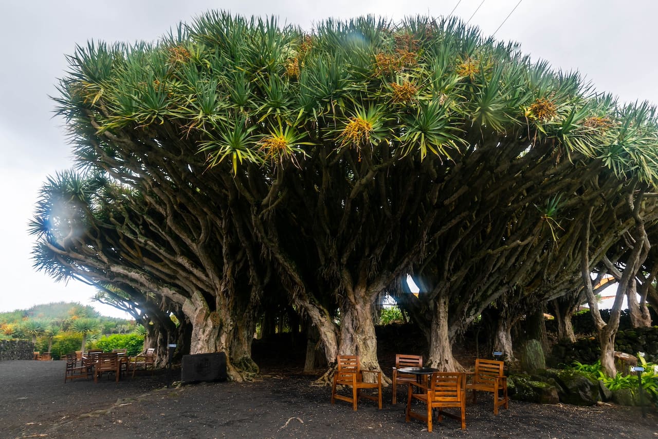 драцены на Азорах