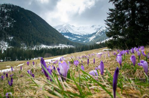 Долина Хохоловська знаменита своїм весняним цвітінням крокусів