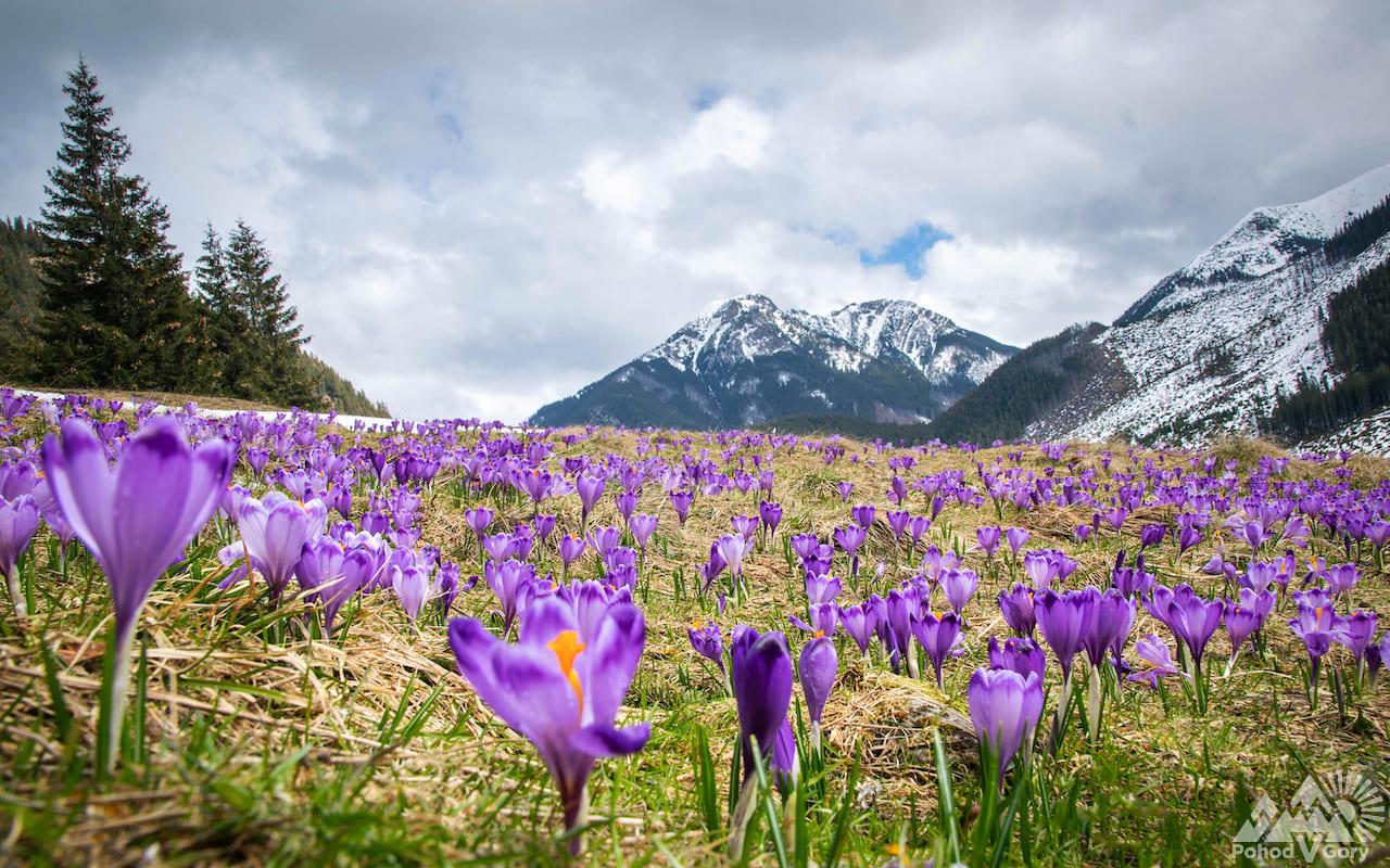 весна і крокуси в високих Татрах, походи в Польщі