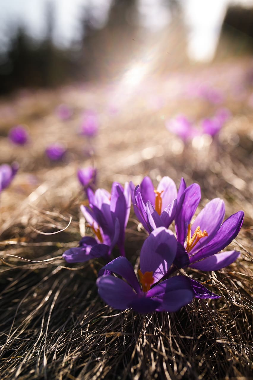 крокуси в квітні Кукул