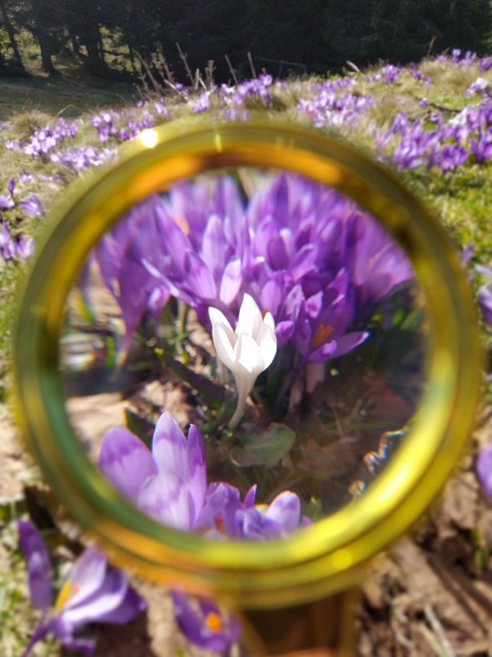весенние крокусы – поход в Карпаты