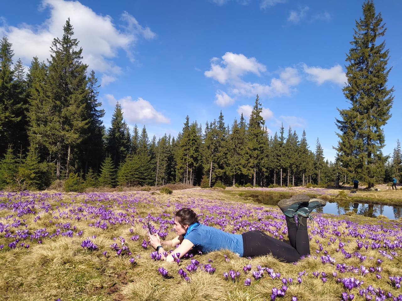 фототур на крокусы