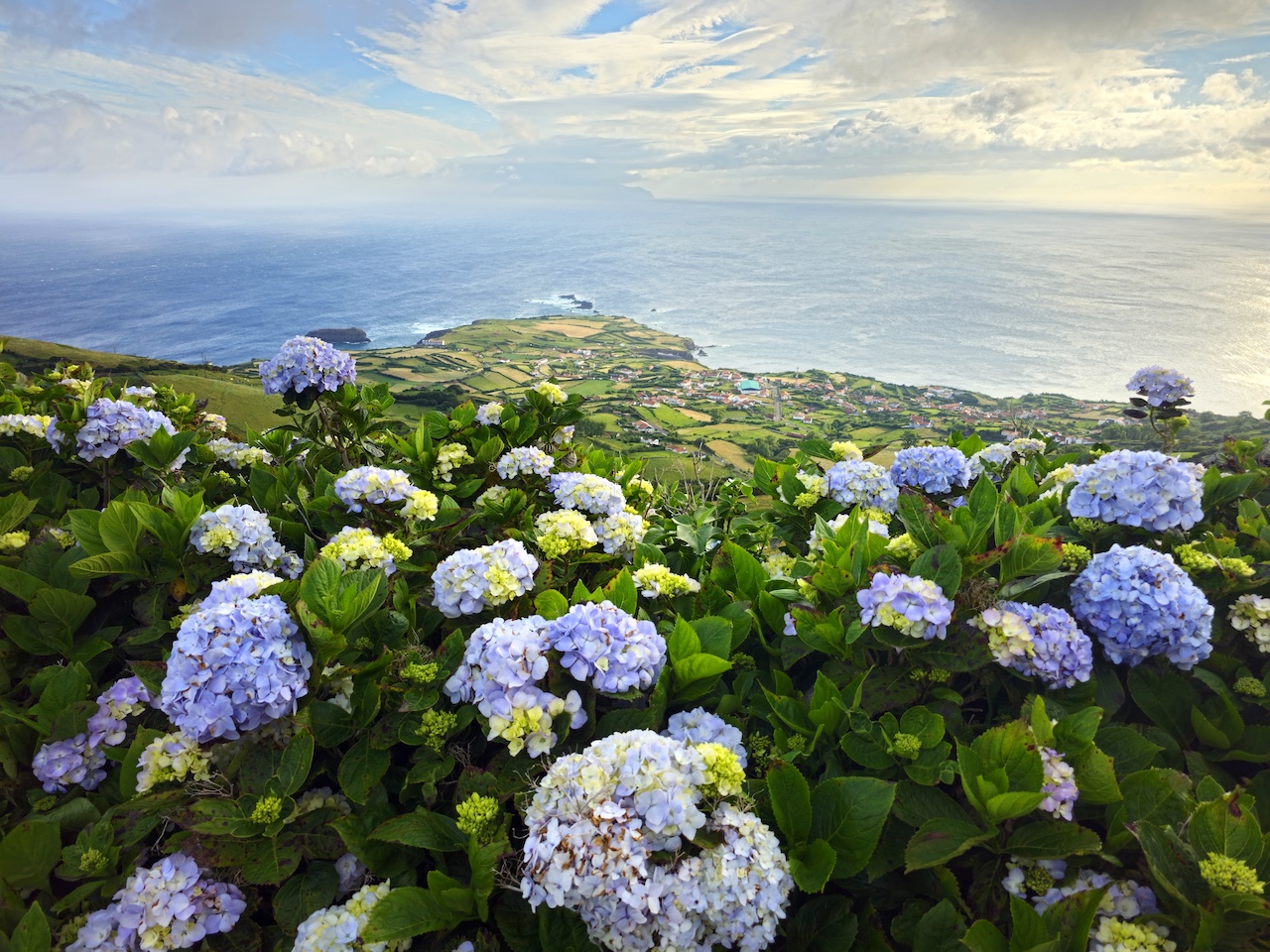 період цвітіння гортензій на Азорських островах