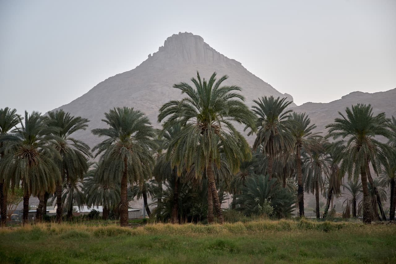 пальмовый оазис