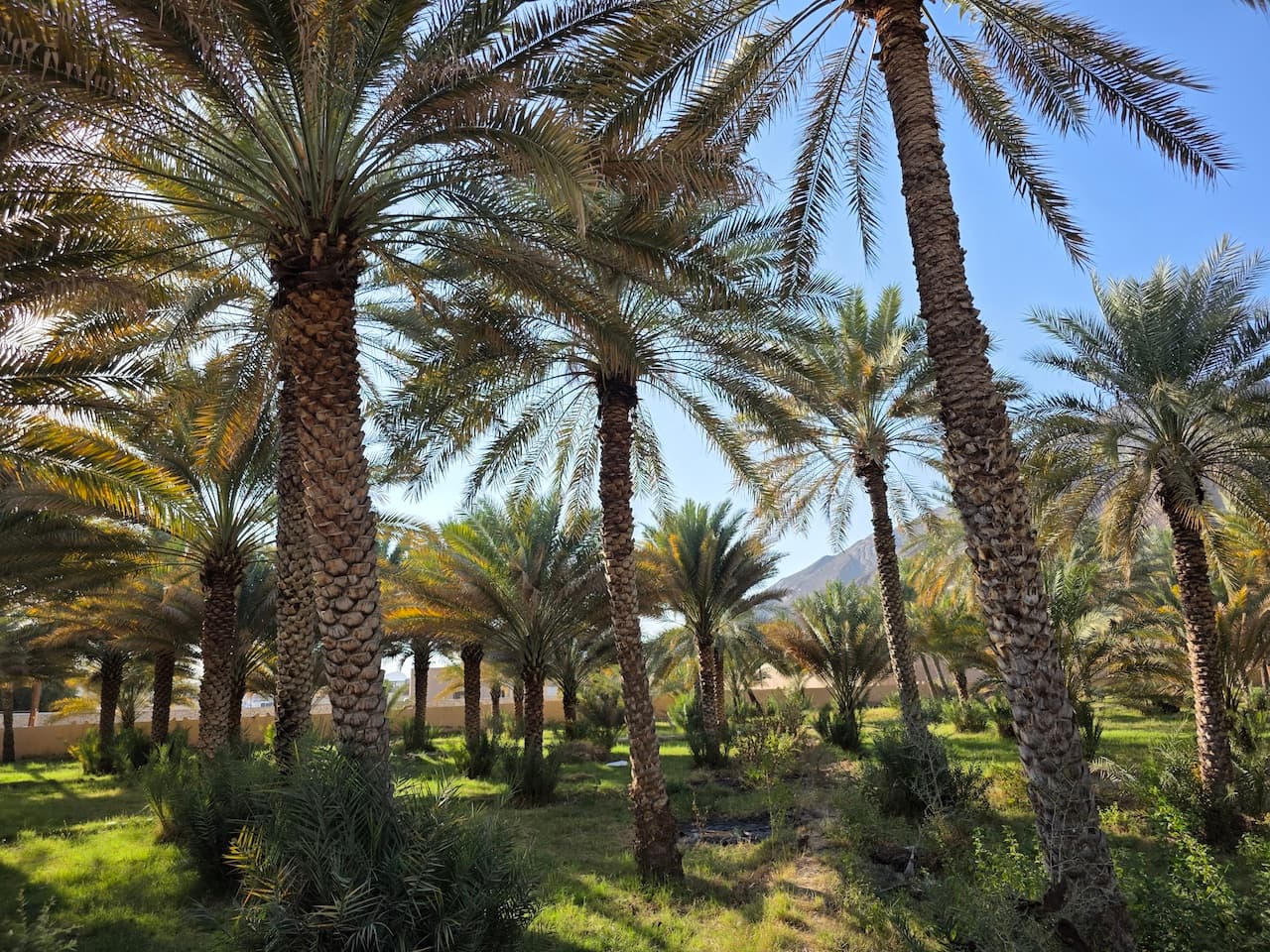 оазис Біркат аль-Мавз