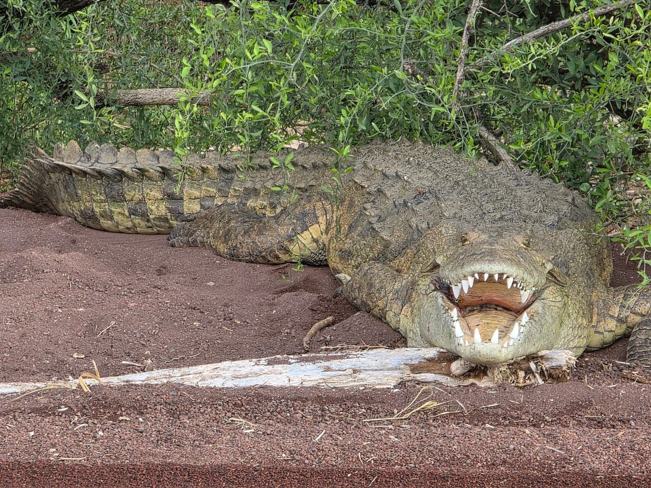 крокодили на озері Чамо
