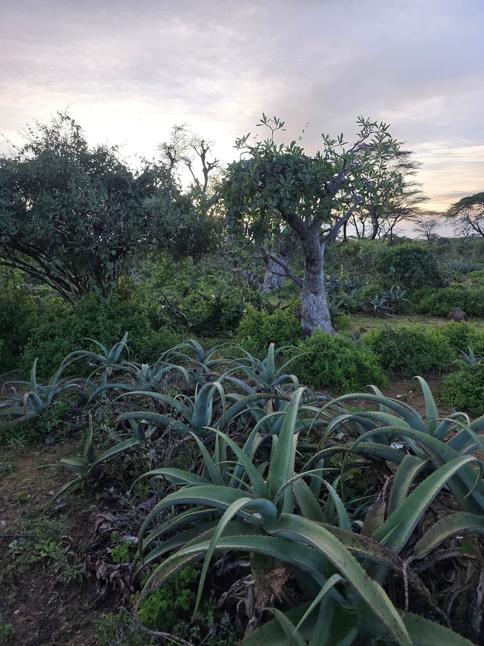 рослинність в долині Омо