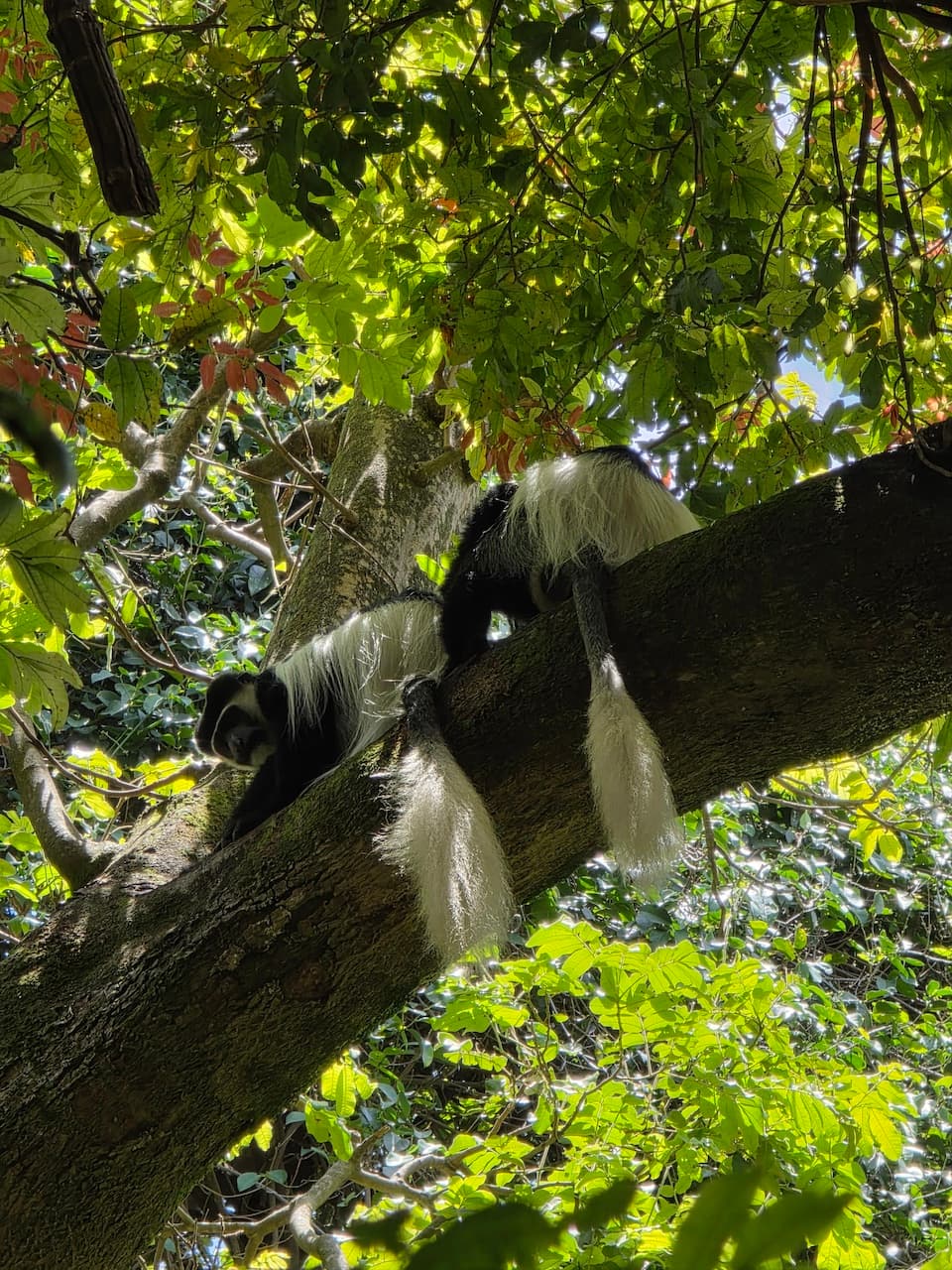 Чорно-білі колобуси